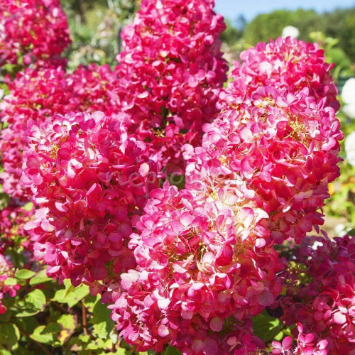 Гортензия "Даймонд Руж" - лпх-первомайское.рф
