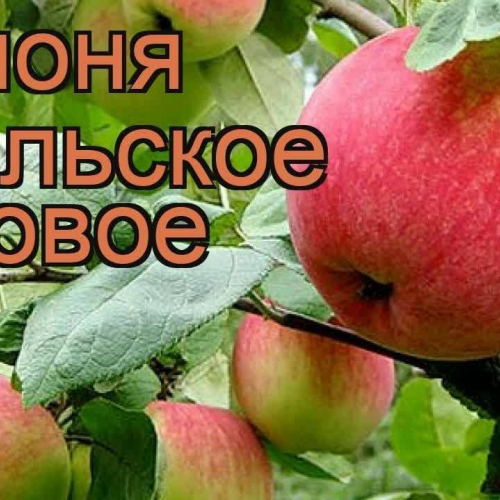 Яблоня Уральское розовое 2х-лет - лпх-первомайское.рф - Екатеринбург