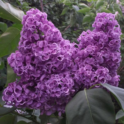 Академик Курчатов ( нет в наличии) - лпх-первомайское.рф