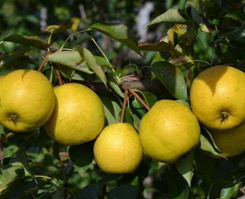 Груша Бережённая - лпх-первомайское.рф