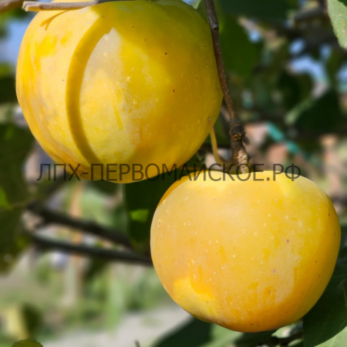 Яблоня Дачное 3х-лет - лпх-первомайское.рф
