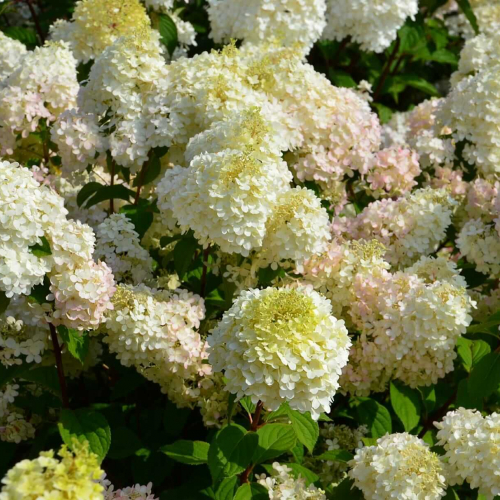 Гортензия" Диамонтино" - лпх-первомайское.рф