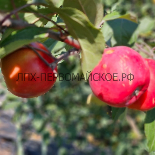 Яблоня Экранное 3х-лет - лпх-первомайское.рф
