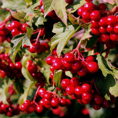 Эликсир - лпх-первомайское.рф