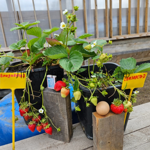 Клубника Елизавета 2 - лпх-первомайское.рф