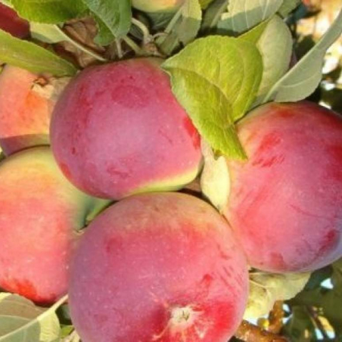 Яблоня Анис свердловский 3х-лет - лпх-первомайское.рф