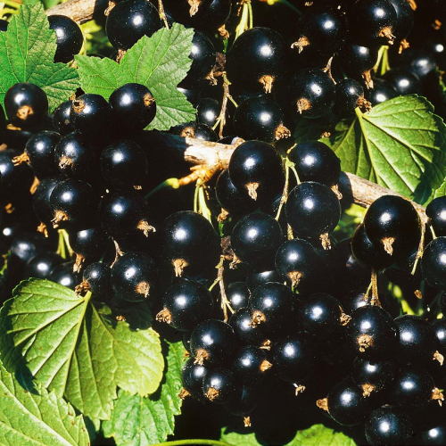 Смородина Глариоза - лпх-первомайское.рф