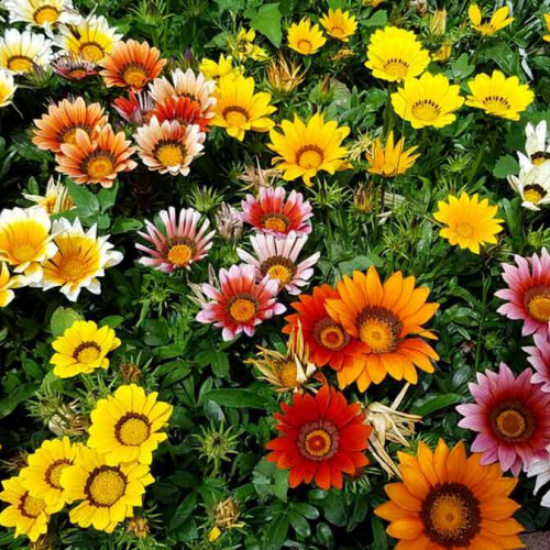 Гацания (нет в наличии) - лпх-первомайское.рф