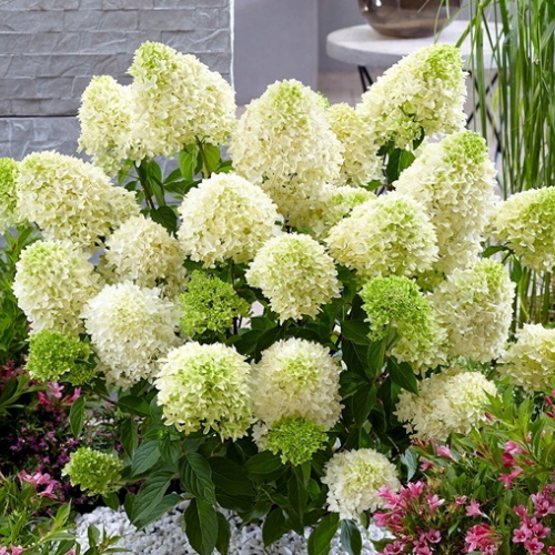 Гортензия "Бобо" (нет в наличии) - лпх-первомайское.рф