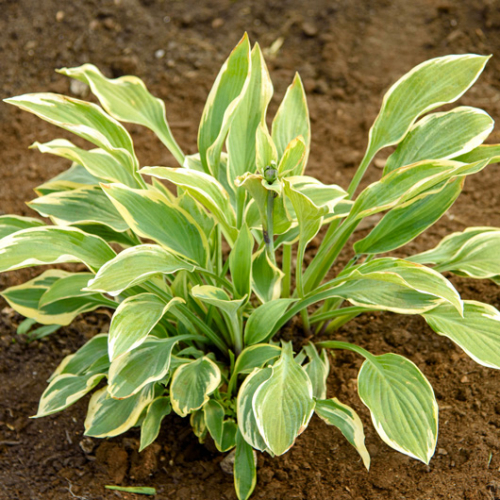 Хоста ( Йеллоу сплеш рим)   - лпх-первомайское.рф