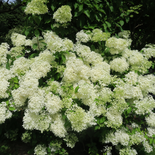 Гортензия "Дентель де Горрон" - лпх-первомайское.рф