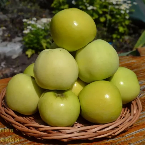 Яблоня Налив исетский - лпх-первомайское.рф