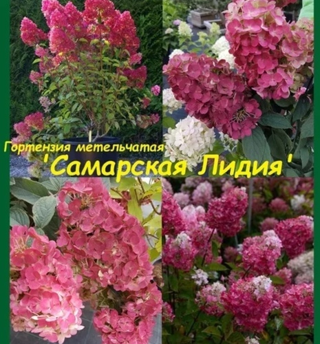 Гортензия "Самарская Лидия" - лпх-первомайское.рф