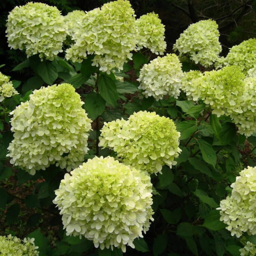 Гортензия" Лам лайт"  - лпх-первомайское.рф