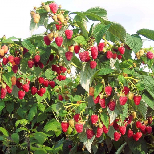 Малина Сказка - лпх-первомайское.рф