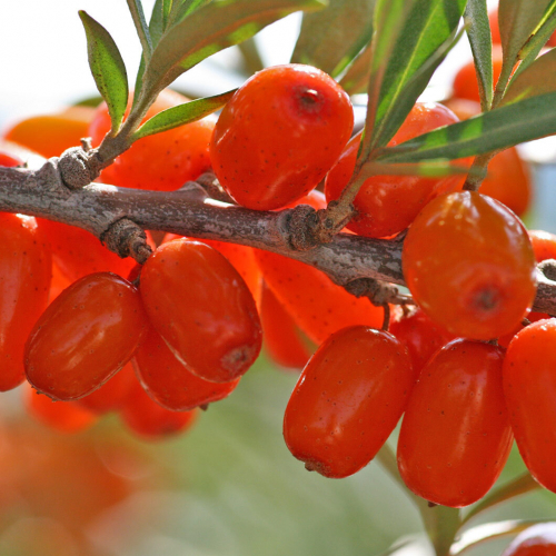 Улала - лпх-первомайское.рф