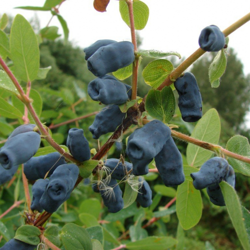 Золушка - лпх-первомайское.рф