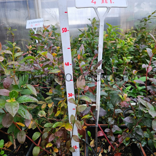 Река( нет в наличии) - лпх-первомайское.рф