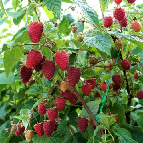 Малина Карамелька  - лпх-первомайское.рф