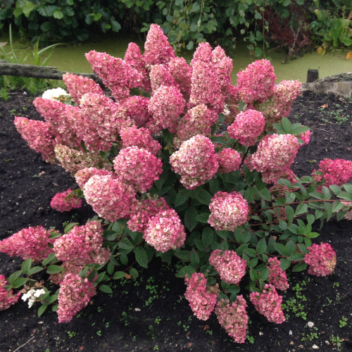 Гортензия "Сандей Фрайз" - лпх-первомайское.рф