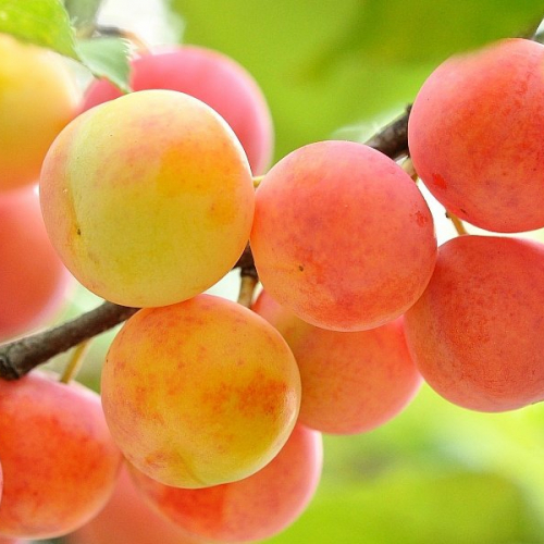 Абрикос Персиковый - лпх-первомайское.рф