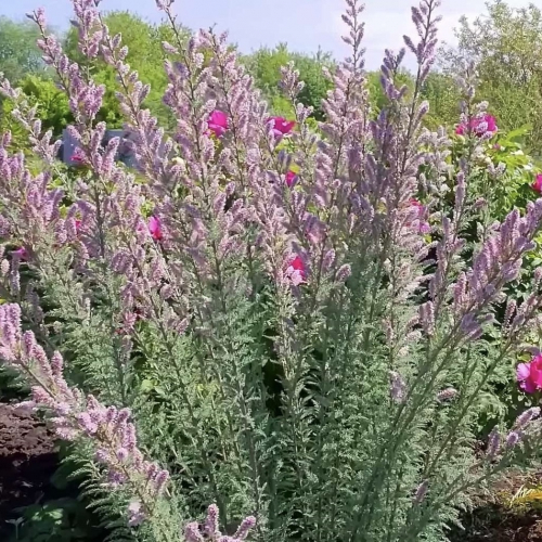 Мирикария - лпх-первомайское.рф