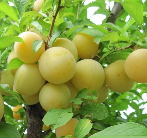 Пирамидальная (нет в наличии) - лпх-первомайское.рф