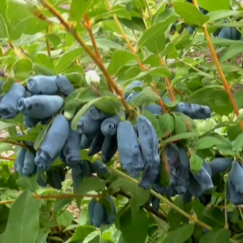 Аврора - лпх-первомайское.рф