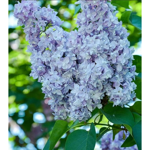 Небо москвы( нет в наличии) - лпх-первомайское.рф