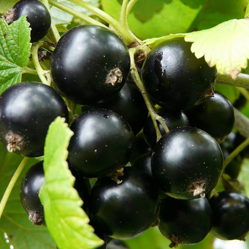 Смородина Радужная - лпх-первомайское.рф