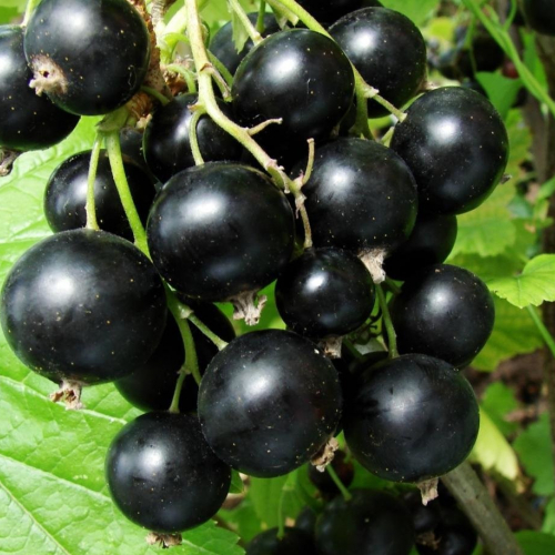 Смородина Викторина  - лпх-первомайское.рф