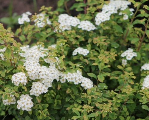 Спирея  ниппонская (Герлвес Рейнбоу ) - лпх-первомайское.рф