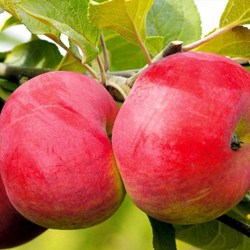 Яблоня Розочка 3х-лет - лпх-первомайское.рф