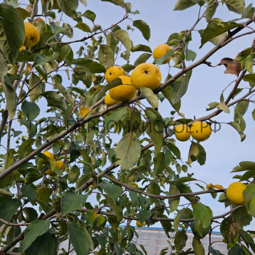 Яблоня Уральское наливное 2х-лет  - лпх-первомайское.рф